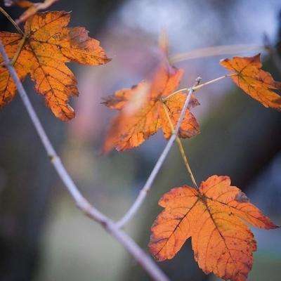 超级冰火人冒险2无敌版